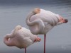 Cinzia_Garbini_flamand_rose.jpg