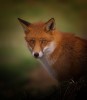 Clint_Newsham_renard.jpg