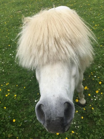 Corine Gosset Schmidt cheval crinière blanche.jpg