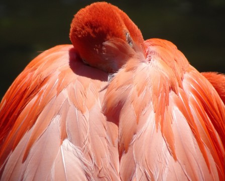 Corine_Gosset_Schmidt_flamand_rose.jpg