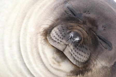 Daisy_Gilardini_southern-elephant-seal-mirounga-leonina_laissez_moi_rever_encore_un_peu.jpg