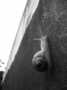 Daniela_Roxana_Bolla__escargot_ascenseur_social_but_de_la_vie_grimper.jpg