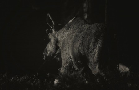 Darius Purvys les animaux la nuit.jpg