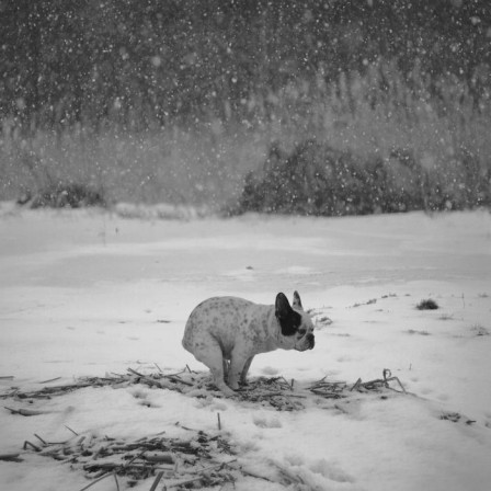 Dariusz_Klimczak_chien_neige_joyeux_noel.jpg