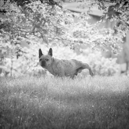 Dariusz_Klimczak_chien_pisser.jpg