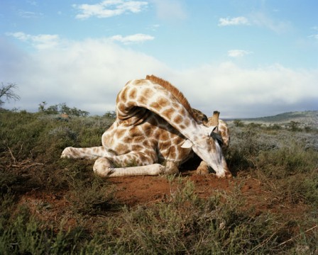 fallen giraffe, somerset east, eastern cape, south africa