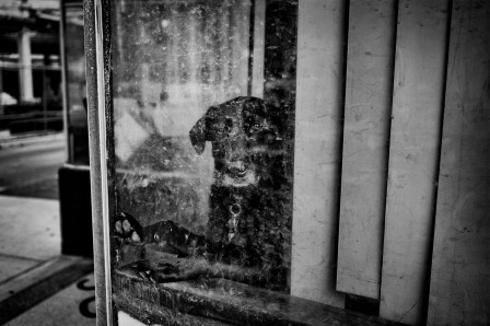 David Horton chien derrière la vitre.jpg