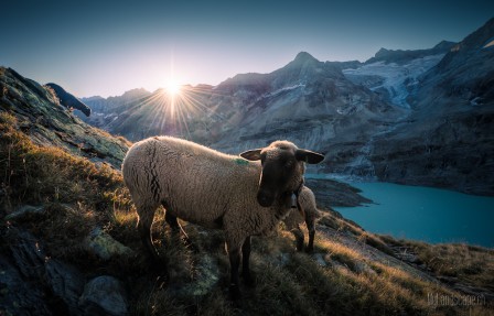 David_Kaplan_glacier_Gauli_bonjour_du_mouton.jpg