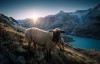 David_Kaplan_glacier_Gauli_bonjour_du_mouton.jpg