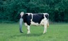 David_Stewart_vache_elephant_couverture.jpg