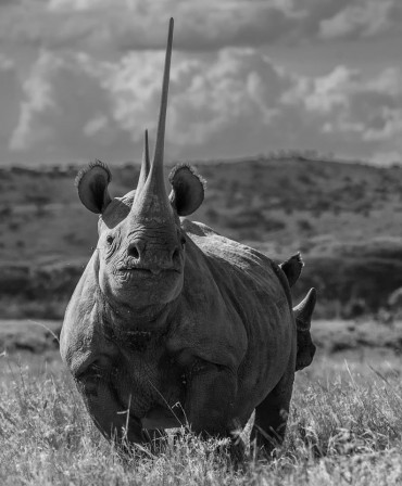 David_Yarrow_corne_de_rhinoceros.jpg