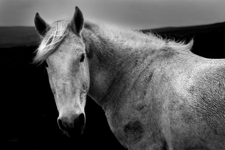 Deborah_Parkin_cheval_blanc_regard.jpg