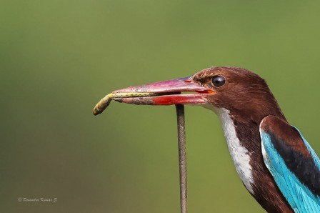 Devendra Kumar Shivalingam Angry Bird.jpg