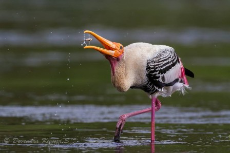 Devendra Kumar Shivalingam petit poisson ne deviendra pas grand.jpg