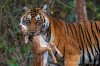 Devendra_Kumar_Shivalingam_tigre_faon.jpg
