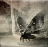 Diane_Sebo_Powers_l_anima.JPG