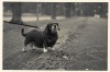 Dieter_Mueller_vieux_chien.jpg