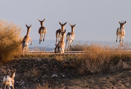 Doron_Nissim_antilopes_bondir.jpg