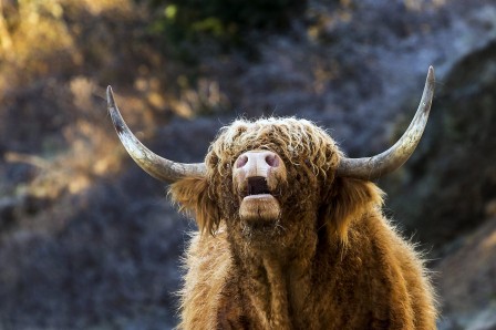 Dumitru_Doru_Scottish_Bull_taureau_cri.jpg