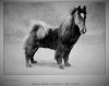 Edmond Simpson Chow Chow.jpg