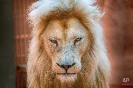 Efrem Lukatsky Five-year old white lion Ludwig, father of five new-born white lion cubs in a private zoo in the village of Demydiv Kiev Ukraine 2016.jpg