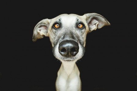 Elke_Vogelsang_chien_a_vote.jpg