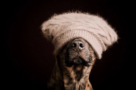 Elke_Vogelsang_chien_bonnet.jpg