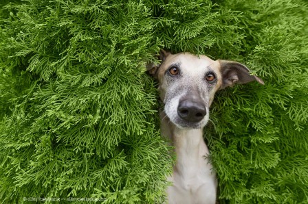 Elke_Vogelsang_chien_haie.jpg