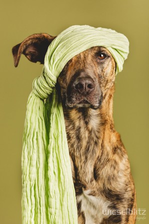 Elke_Vogelsang_chien_jihad.jpg