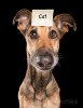Elke_Vogelsang_chien_qui_suis-je_chat.jpg