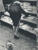 Elliot_Erwitt_chien_erotisme_journal_bienvenue.jpg