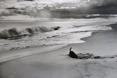 Elliott_Erwitt_chien_plage.jpg