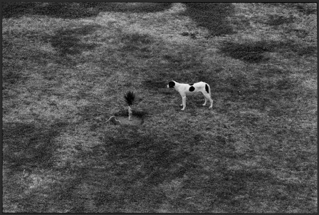 Elliott_Erwitt_teheran_chien_couverture.jpg