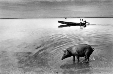 Elsa Medina porc de mer.jpg