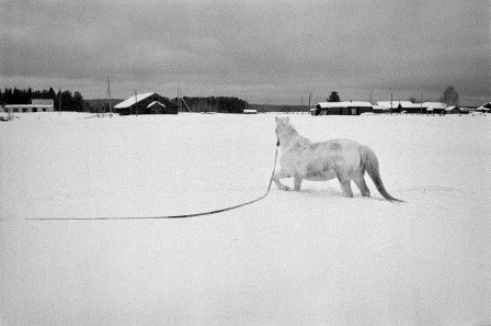 Emil__Gataullin_cheval_neige.jpg