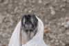 Emilie_Rondez__chien_j_ai_fait_un_reve.jpg