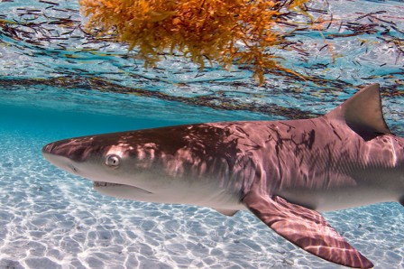 Erena Shimoda requin selfie.jpg