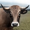 Eric_Frey_vache_conseil_beaute.jpg
