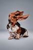 Erik_Hagman_chien_oreille_vents_blowing_ears.jpg
