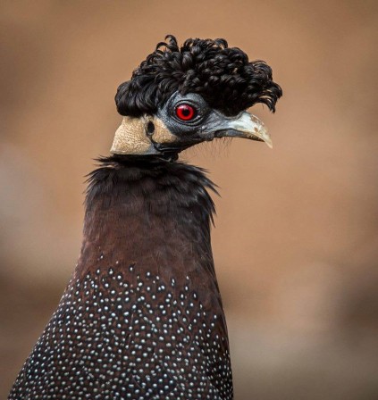 Etienne Nortje une belle coiffure pour noel.jpg