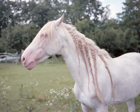 Fabrizio Albertini cheval albinos.jpg