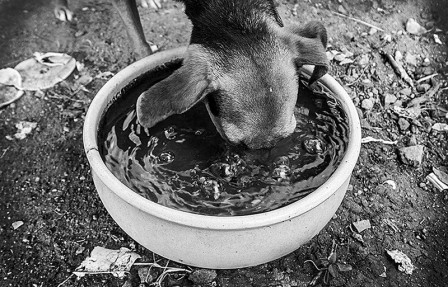 Federica_Furneri_chien_liquide_2.jpg