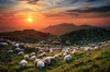 Florent_Courty_debout_les_moutons.jpg