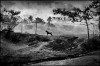 Florian_Gautier_chien_jungle.jpg