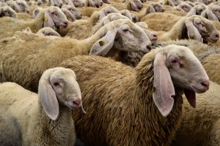Franco Gardiman moutons.jpg