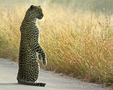 Frans de Waal Leopard Meerkat Photo by Lisl Moolman.jpg