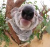 Frans_de_Waal_koala_tirer_la_langue_bonjour_fuck.jpg