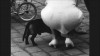 Frantiska_Dostal_vue_de_dos_chien.jpg