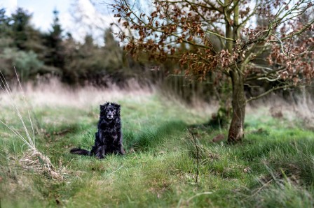 Frau_Rabe_chien_bonjour.jpg