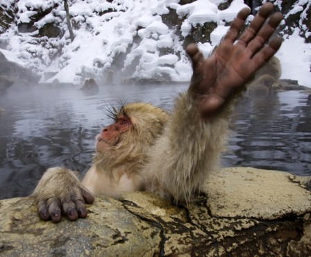 Snow Monkey